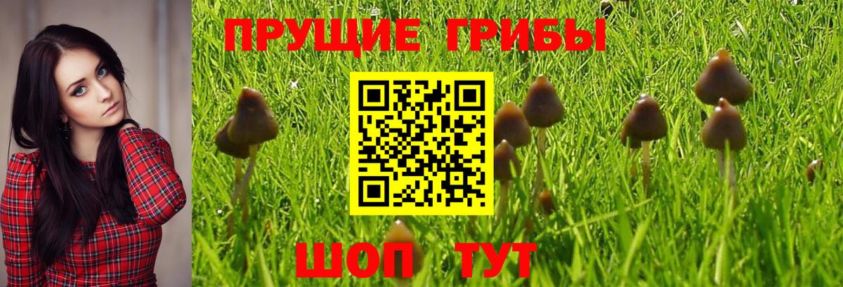 Галлюциногенные грибы мухоморы  Баксан  Псилоцибиновые грибы ЛСД 